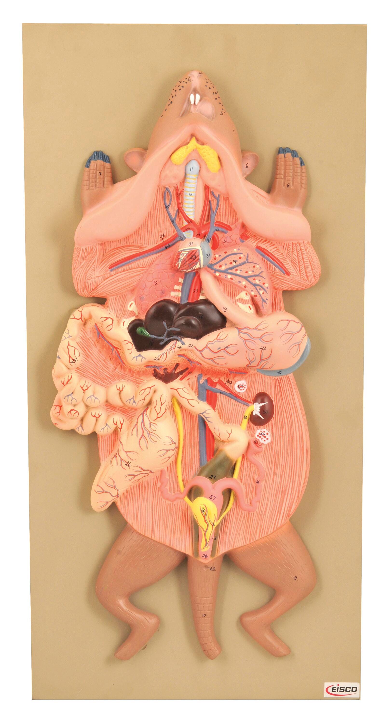 Lab and Anatomical Models, Item Number 1561475